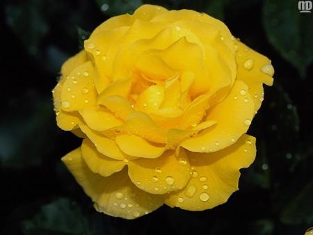 rose jaune moyen